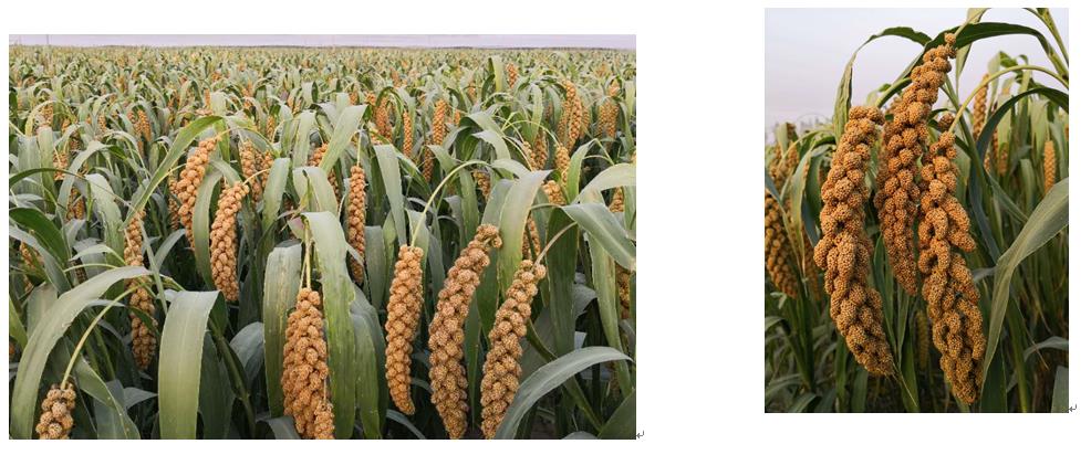 1571666818013005656.jpg 冀谷43号.jpg