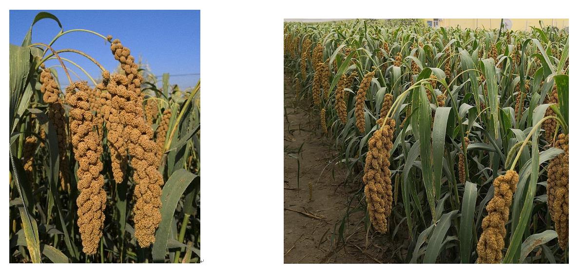 1571666888544048660.jpg 冀谷45号.jpg