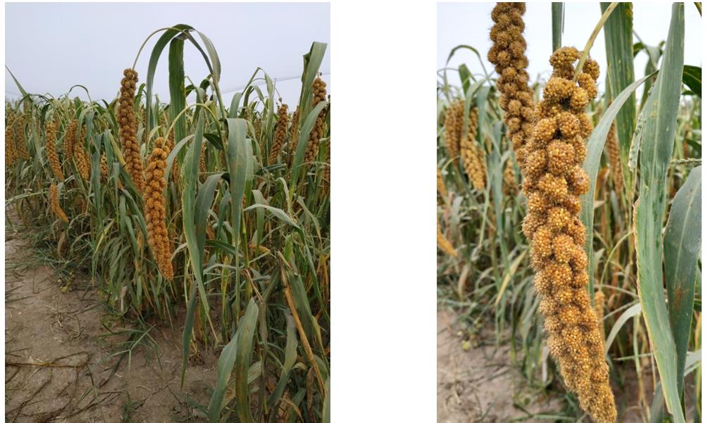 1571666961919073308.jpg 冀杂谷8号.jpg