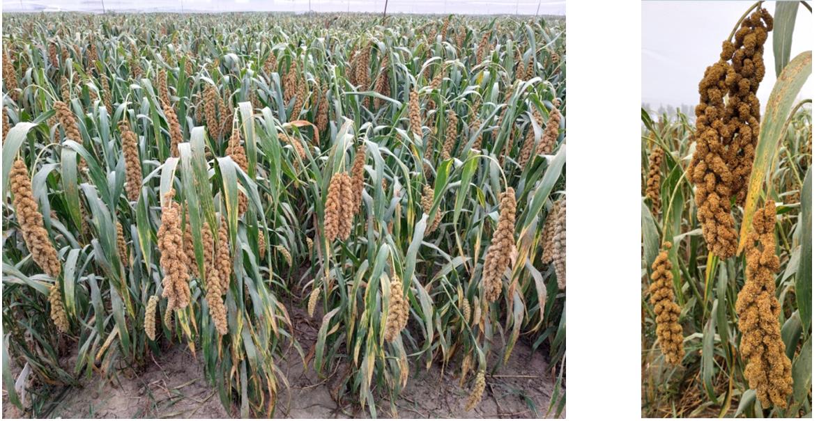 1571666990169036411.jpg 冀杂谷9号.jpg