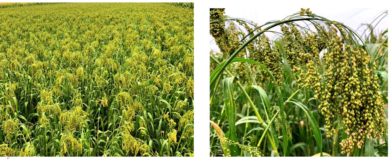 1571667066404088028.jpg 冀黍3号.jpg