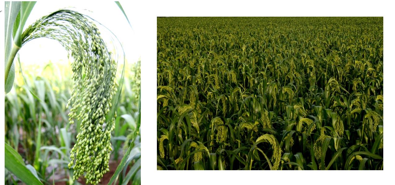 1571667118404074574.jpg 冀黍4号.jpg