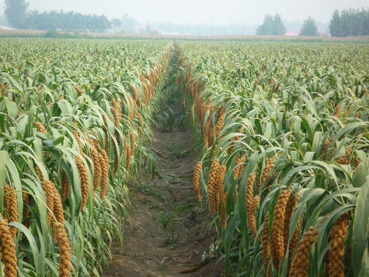 1586500094736059109.jpg 冀谷31-1.jpg