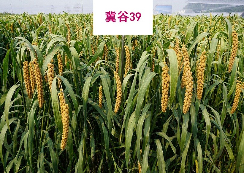 1586501025064033266.jpg 冀谷39.jpg