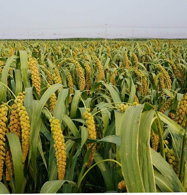 1586503934080011748.jpg 冀谷40-3.jpg