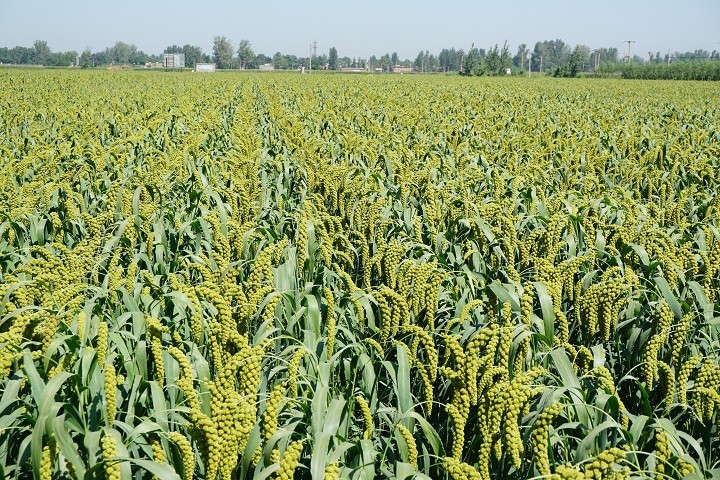 1586504214517031008.jpg 冀谷41大田.jpg