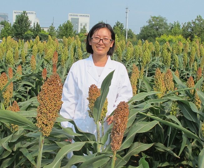 1587110994095072030.jpg 谷子研究所-王金萍-高粱室-助理研究员.jpg