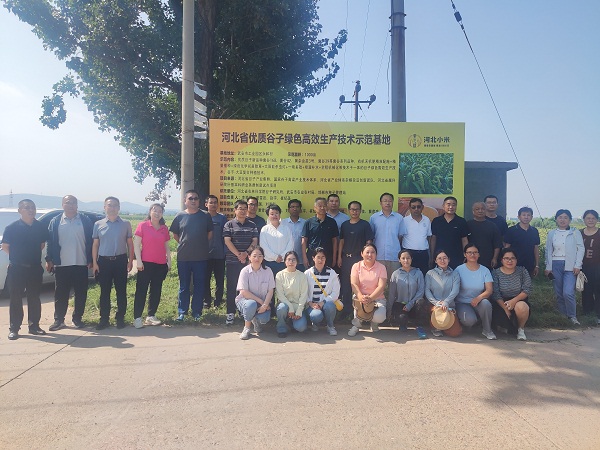 武安工业园区永和村谷子千亩示范方观摩.jpg