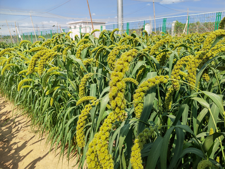 1701313106899070072.png 图片1.png