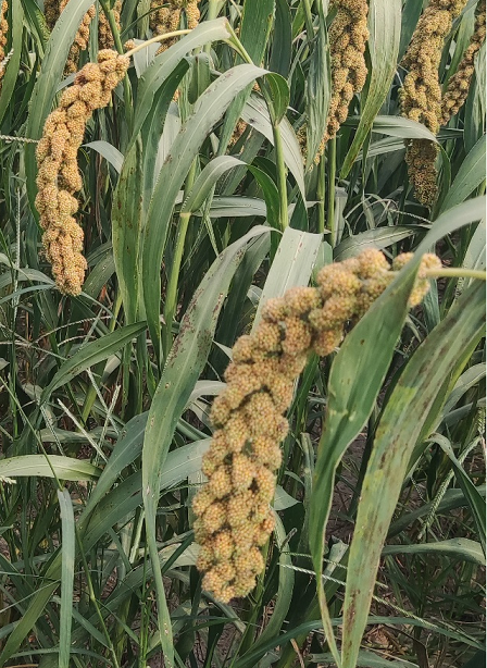 1701313198953066621.png 图片2.png